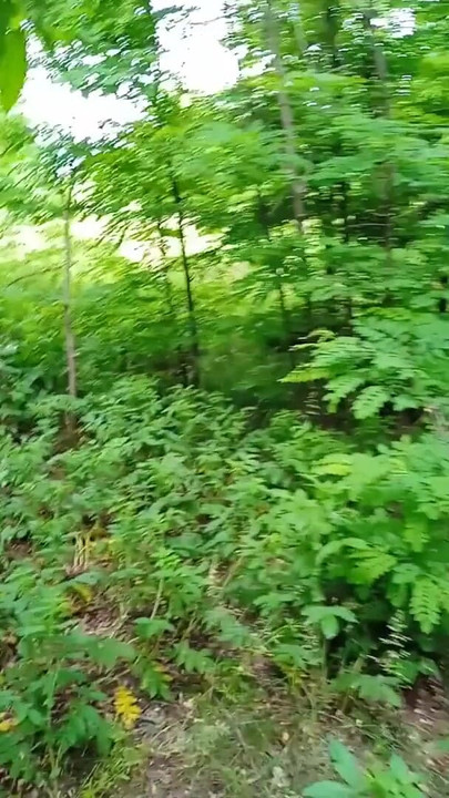 Key moment from "wank cruise. jerking off quickly in the woods until mom sees"