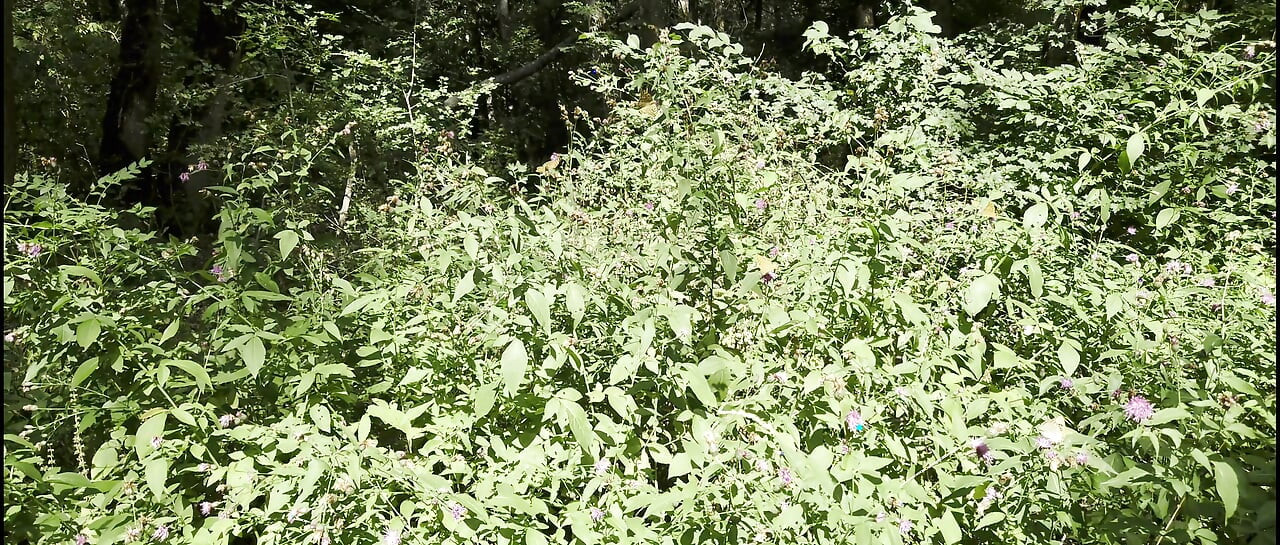 Najava Mesmeriza 40 01 MOV KINO ISJEČAK 855__7777777 20250823130053420