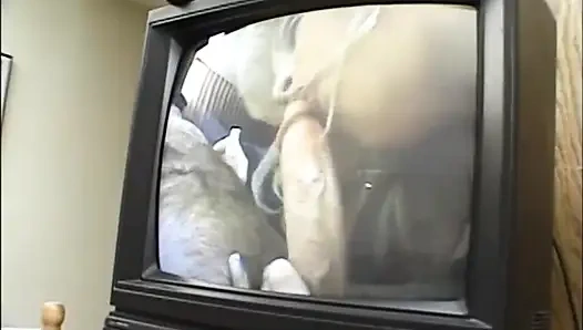 Big boobs tattooed chubby home fucking