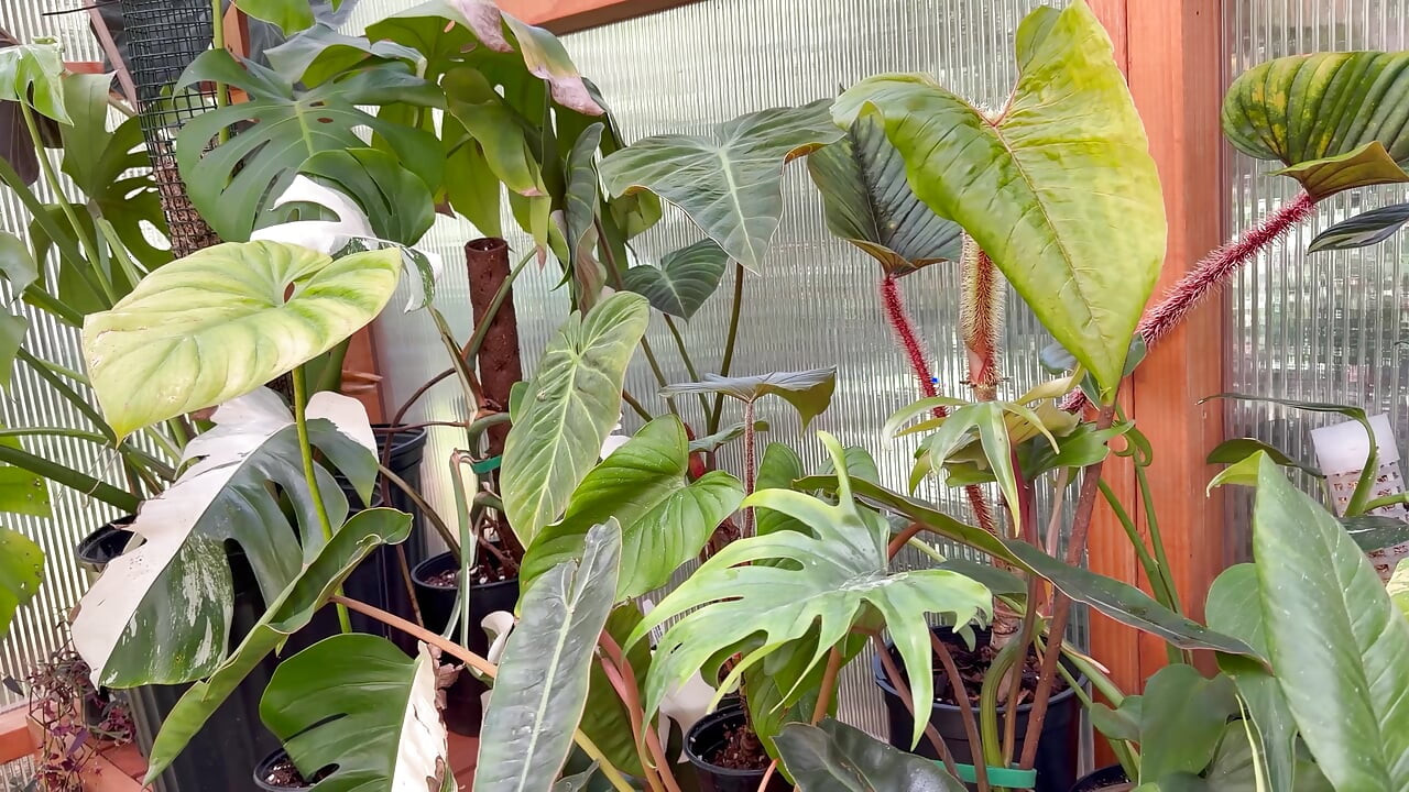 Spring Greenhouse Tour