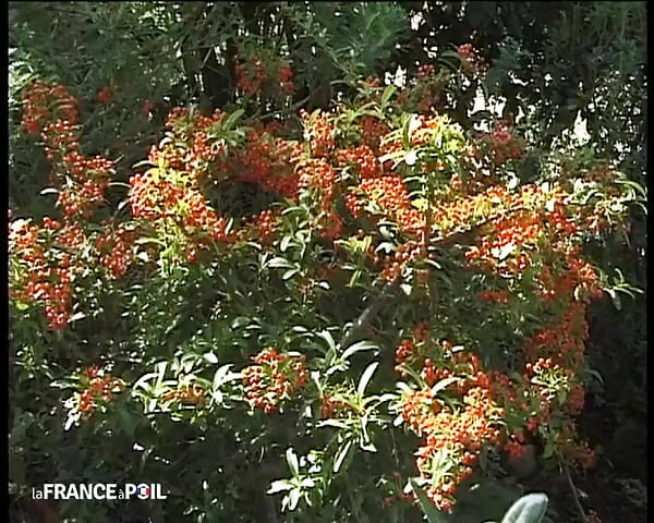 La coppia inglese si diverte a scopare all'aperto nella loro residenza di campagna francese