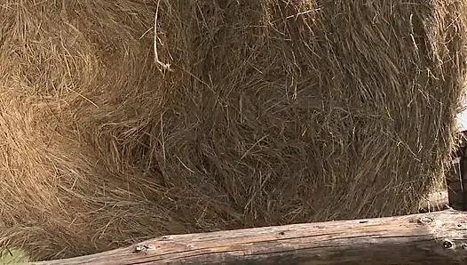 Sunset Stroll Leads to Hot Farmyard Action