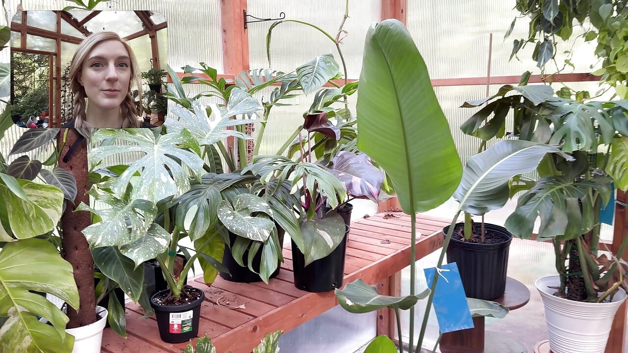 Moving My Plants Indoors