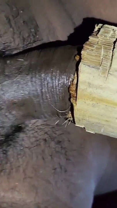 Indian Teen Boy Fucks a Bamboo Hole For enjoyment and Pours lot of cum inside it | Clip 1