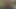 Forest cumshot