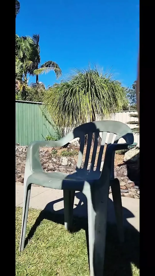 My Back Yard