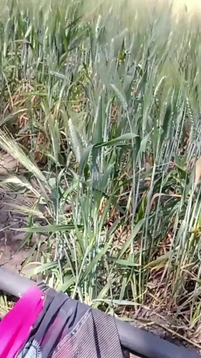 The 18-year-old young stepsister is naked in an outdoor wheat field, stripping her naked and fingering her fat ass and fucking her stepbrother. | Clip 1