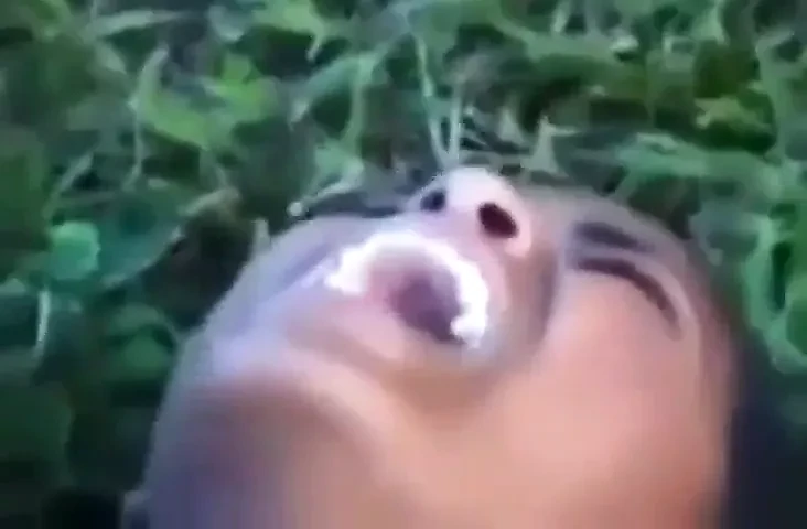 Brazil ebony anal