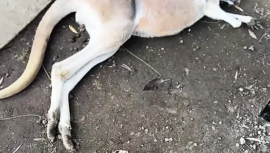Настоящий австралийский опыт с австралийской красоткой Jade Harper
