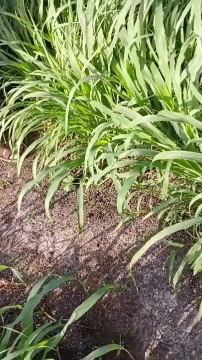 Adik ipar desa india yang mendambakan untuk dengan pinggang langsing di lapangan... | Klip 1