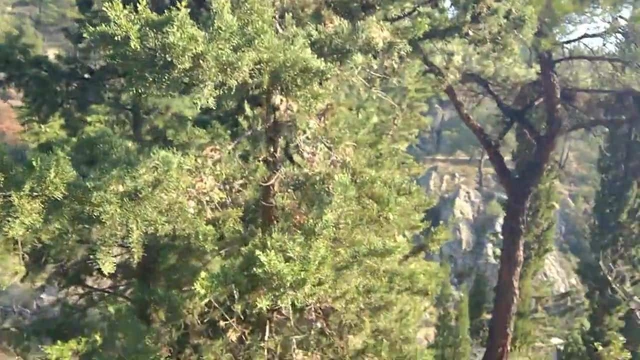 forest cum after race