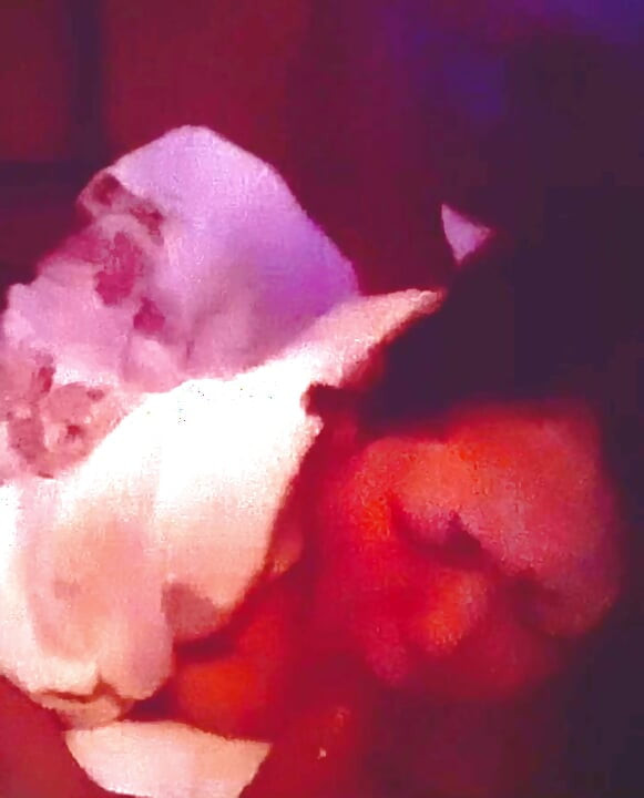 I suck my boyfriend while my husband is thrusting into me.