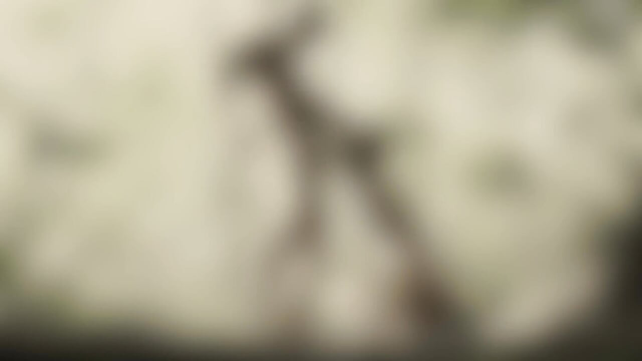 Coach Shows You How to Fuck