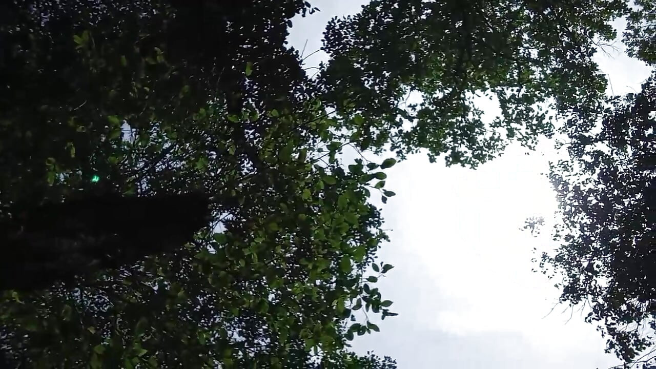 Jangal me mangal chut ki chudai