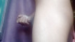 Pregled videozapisa
