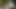 BRIDE4K. Harikalar ormanı ve aciz şehvet