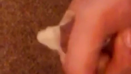 Prezervatifte cumming ve içmek için ağzına dökülen