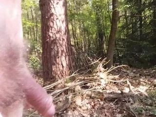 Прогулка по лесу