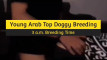 Pregled videozapisa
