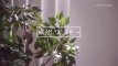 Video pregled