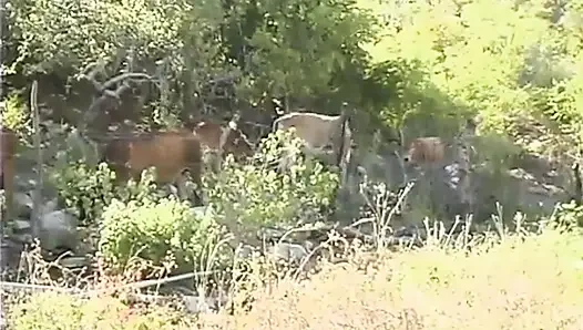 Кабо, Возвращение. Часть 4