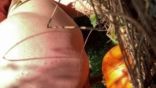 Humping di zucca