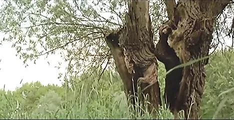 未经模拟的Marjorie Cottreel