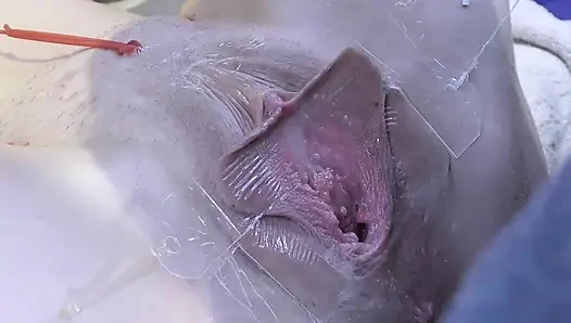3 Yalayan Vagina, Çok Yakın Olmayan Yerlerde