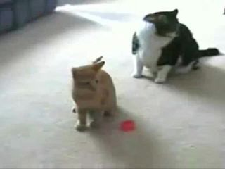 Gato vs apontador laser!