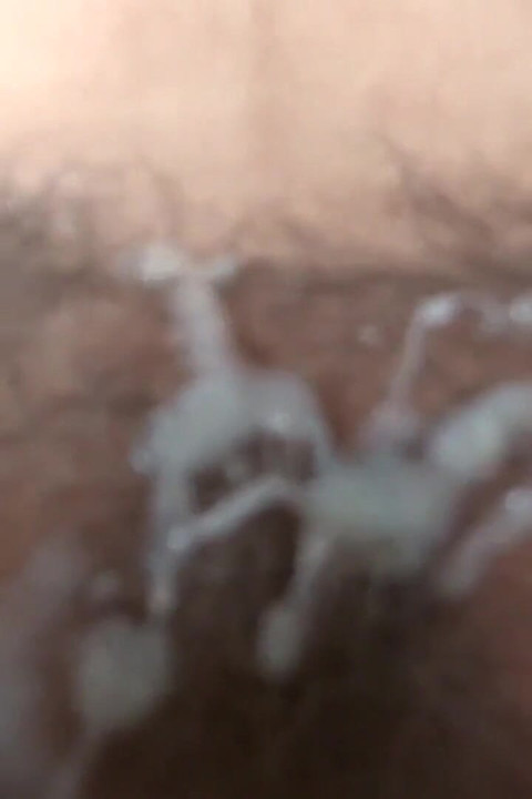 Full Cumshots to Beautiful Stepmother, I Cum in Her Mouth, Face, Tits, Ass and Hairy Pussy