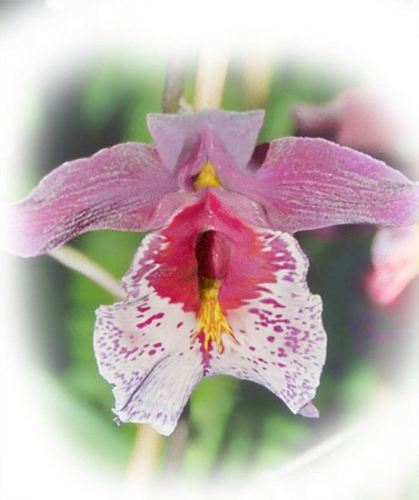 pussy orchid