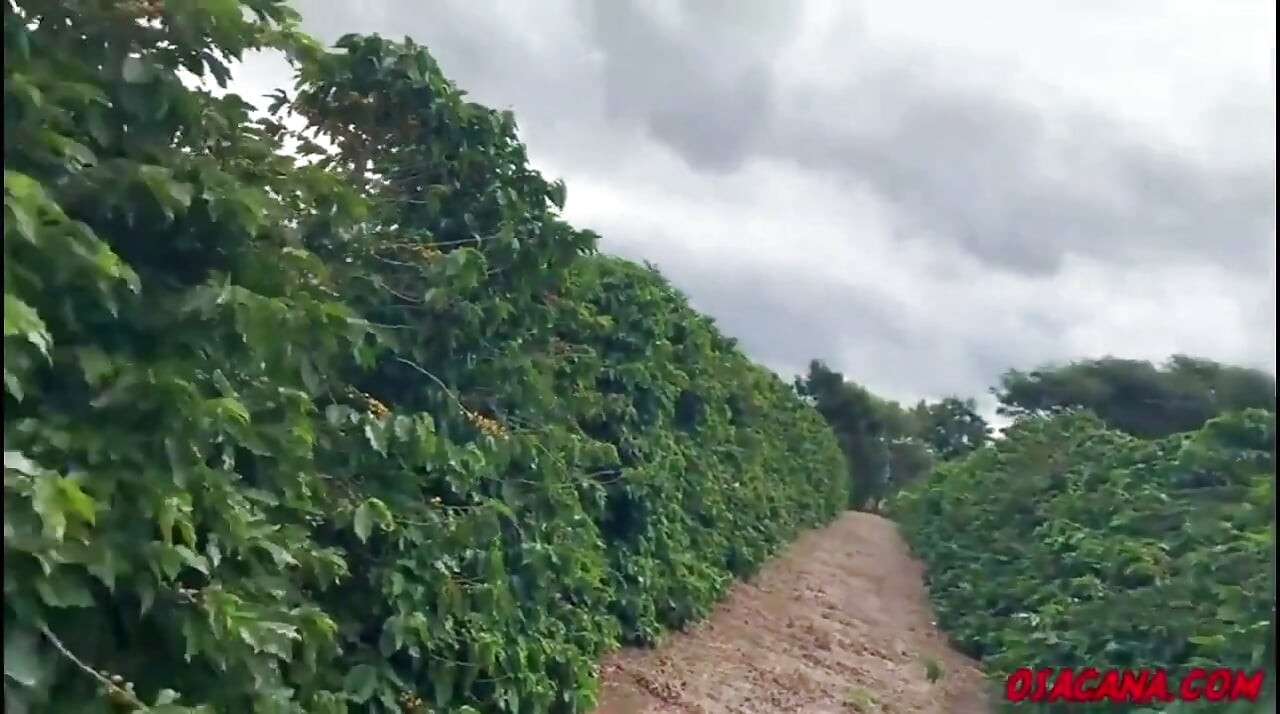 Beautiful Young Girl with Dreads Fucks Inside the Coffee Plantation