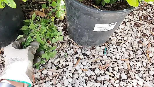Gardening Apprentice Max (20) Covers Me in Cum After Work!