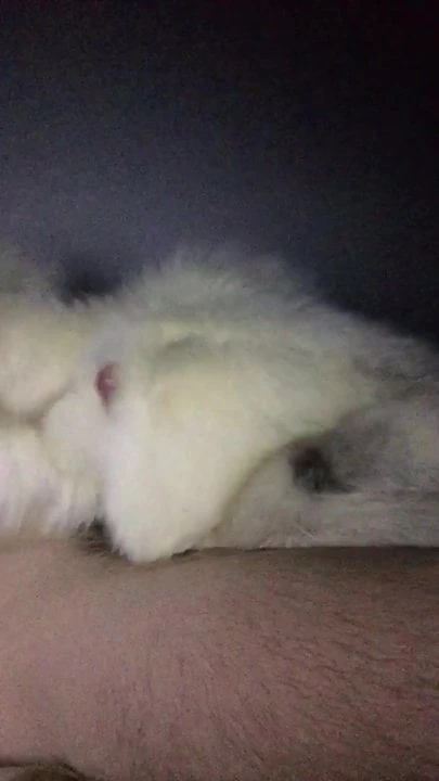 artic fox fur jerk off
