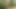 ScoutBoys Sexy hung DILF Tyler Saint barebacks hot Scoutboy in woods
