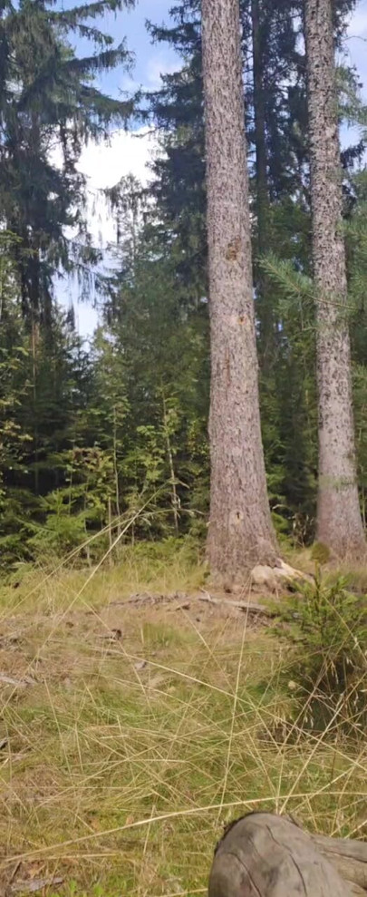 Dirk Renner cums in the forest