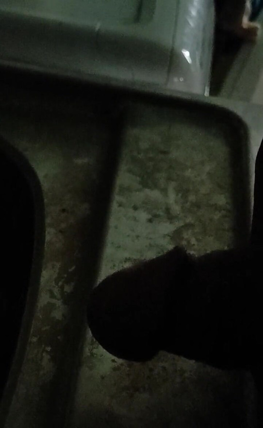 The Blue room's gardian piss