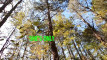 Pratinjau video