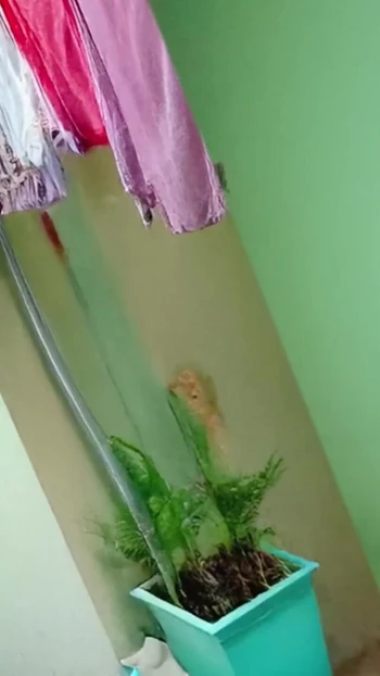 Epic moment from "Indian College stepsister Sex while putting clothes out to dry"