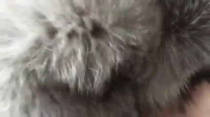 fun with fox