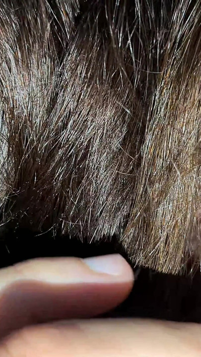 Pareja Anal POV Árabe Caliente Esposa Sexo Mejor Mamada