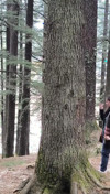 Pratinjau video