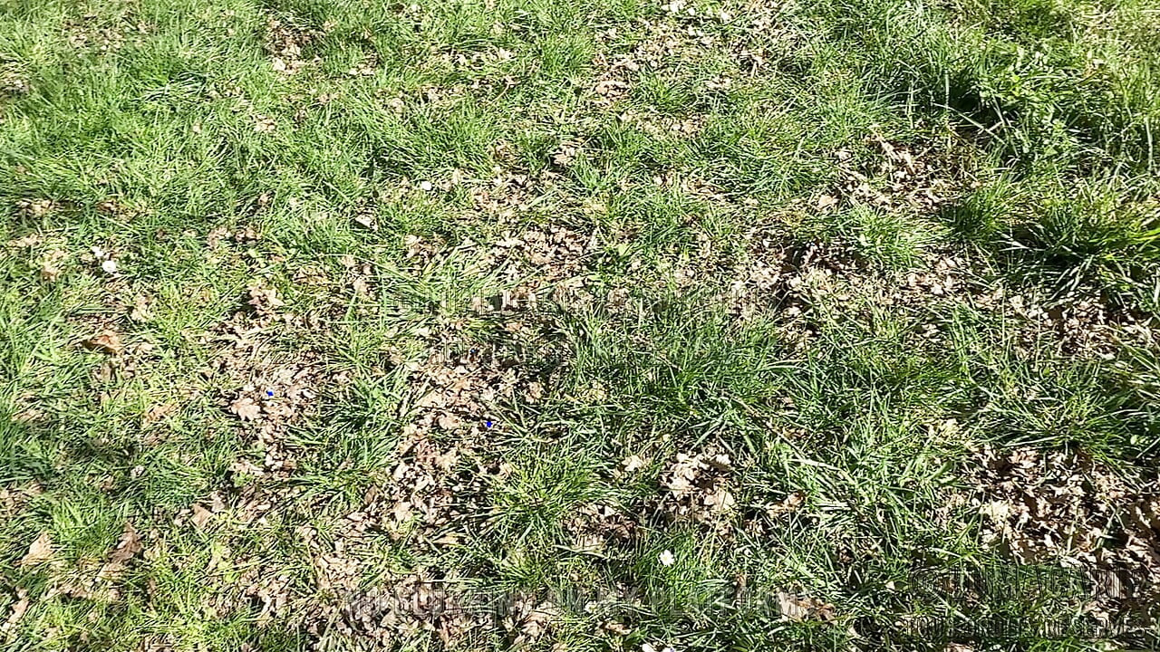 Easter Bunnies