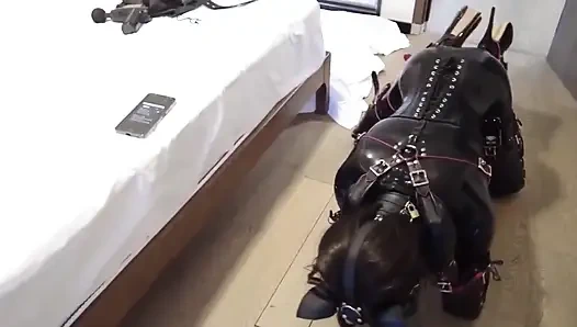 Mz12 - lateks bağlı köpek yavrusu orgazm olmak için titreşiyor