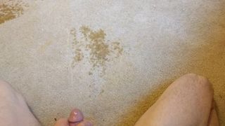 在我卧室的地毯上撒尿