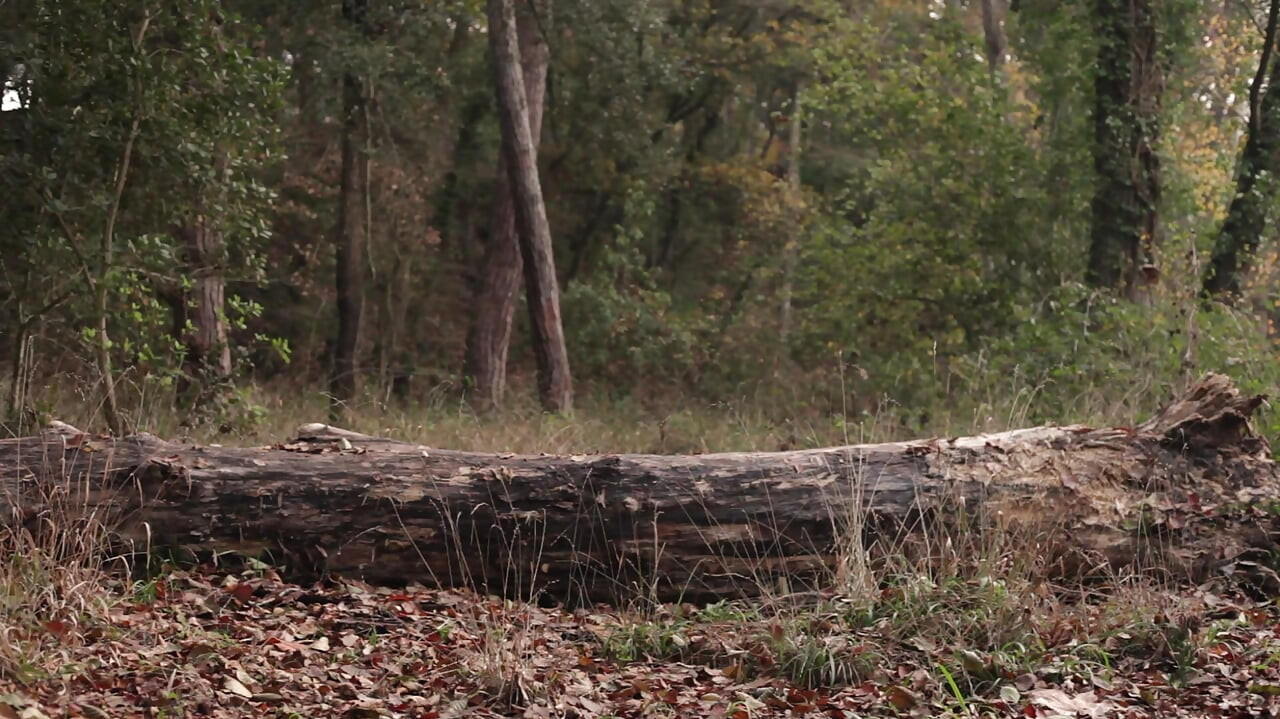Polka Dot Rock Schätzchen Wird Im Wald Hart Gefickt