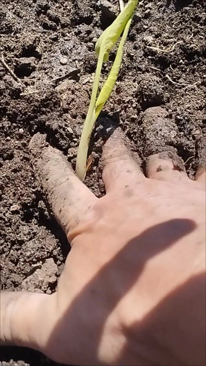 When tending to the garden, random thoughts come to mind