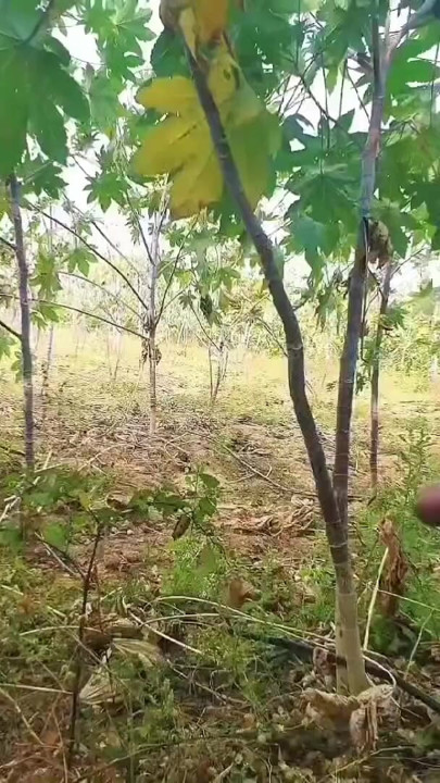Desi outdoor sex video in hindi audio xxx video, viral bhabhi ki desi chudai | Clip 2
