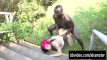 Pregled videozapisa