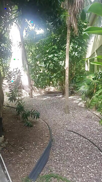 A lil slice of Paradise - Caribbean joy and delights